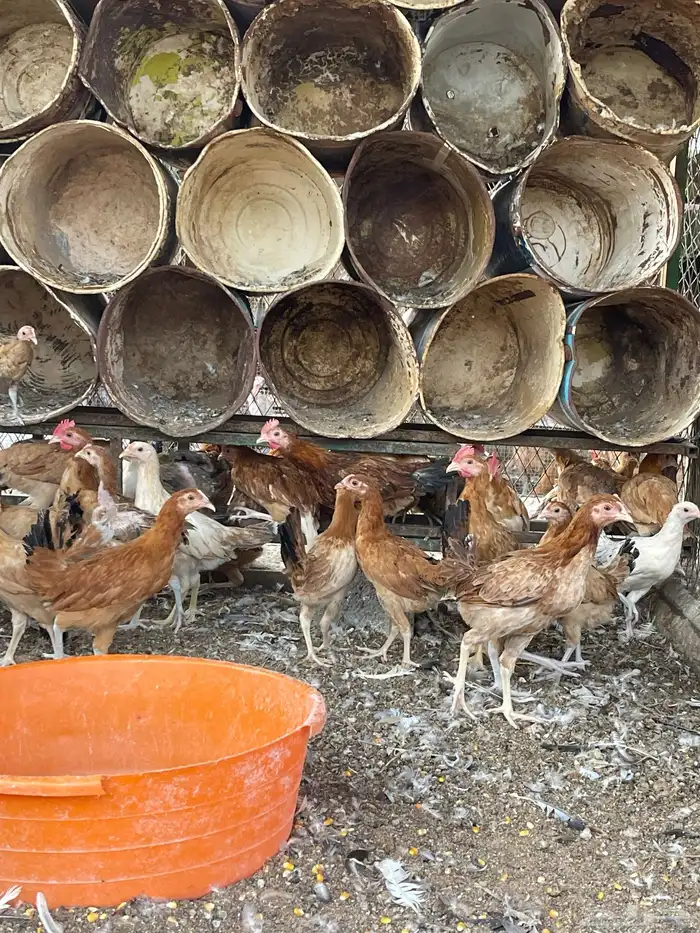 دجاج بلدي عمر ثلاث شهور 3