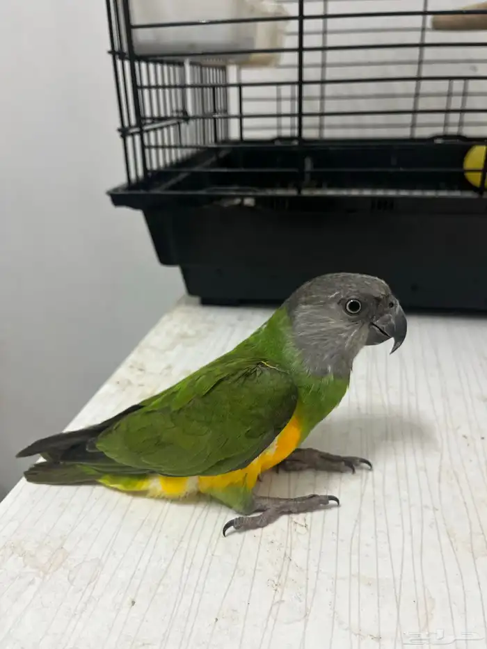 بغبغاء سنغالي 8