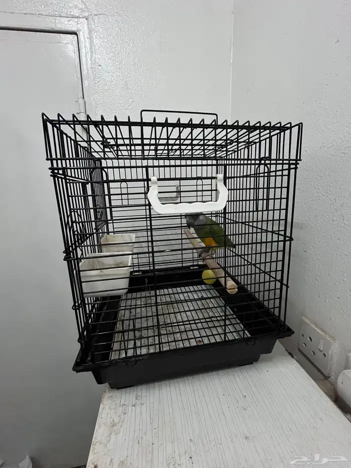 بغبغاء سنغالي 4