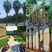 توريدنخيل وتركيب شبوك 5