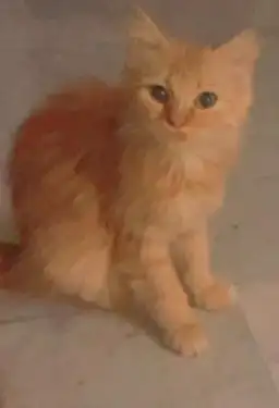 نظارات شمسية ذكية ممتازة مريحة   قطط للتبني 6