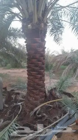 توريد نخيل وفسايل بجميع انواعه 9