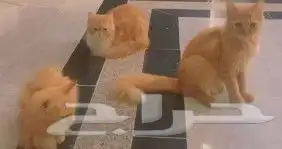 نظارات شمسية ذكية ممتازة مريحة   قطط للتبني 5