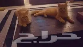 نظارات شمسية ذكية ممتازة مريحة   قطط للتبني 7