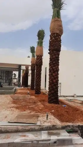 توريدنخيل وتركيب شبوك 4