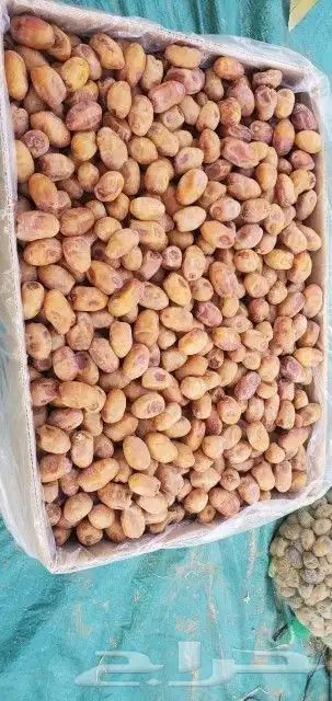 خلاص فله اشقر وحبه طيبه الكميه 10طن 0