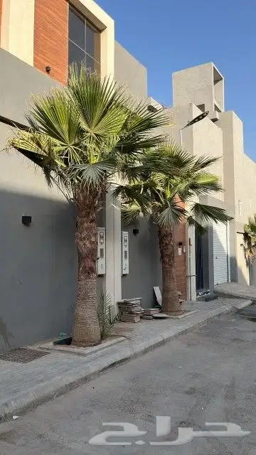 نخل وشنطونيا لزينت القصور والفلل والاستراحات والبيوت 11