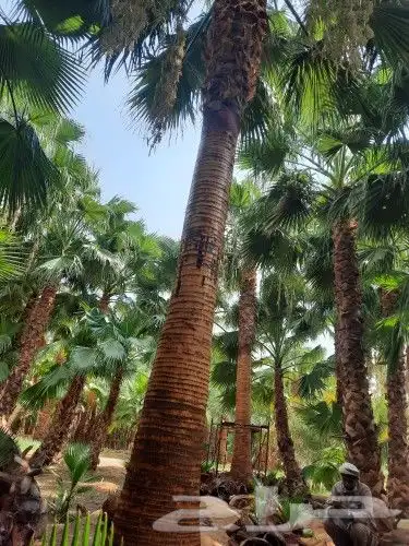 توريدنخيل وتركيب شبوك 1