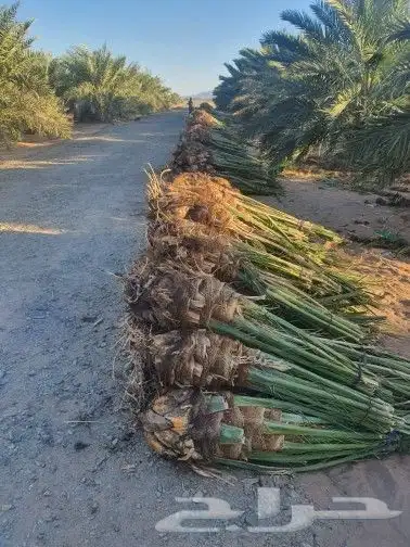 توريد نخيل وفسايل بجميع انواعه 2