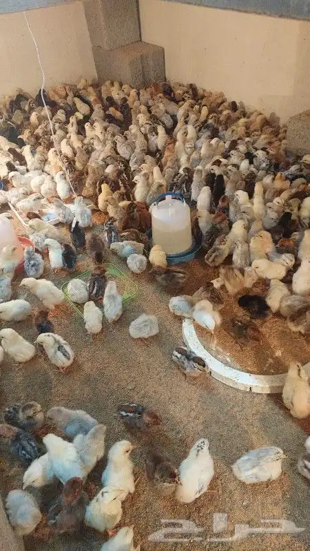 دجاج فيومي المنيوم و فرنسي 0