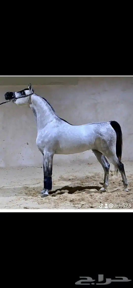 مهره شو فاخره بخميس مشيط 4