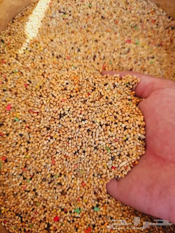 علف كناري روز وبادجي 2