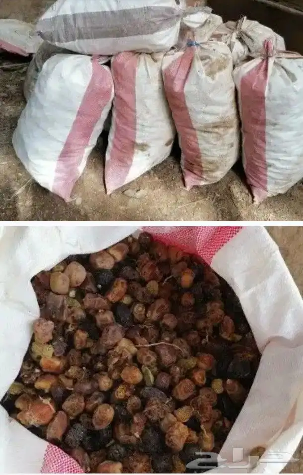 مطلوب تمر للحلال 1000 كيس 0