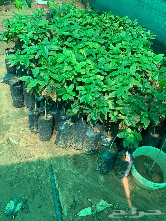 شتلات قهوه خولاني السعر من 15 0