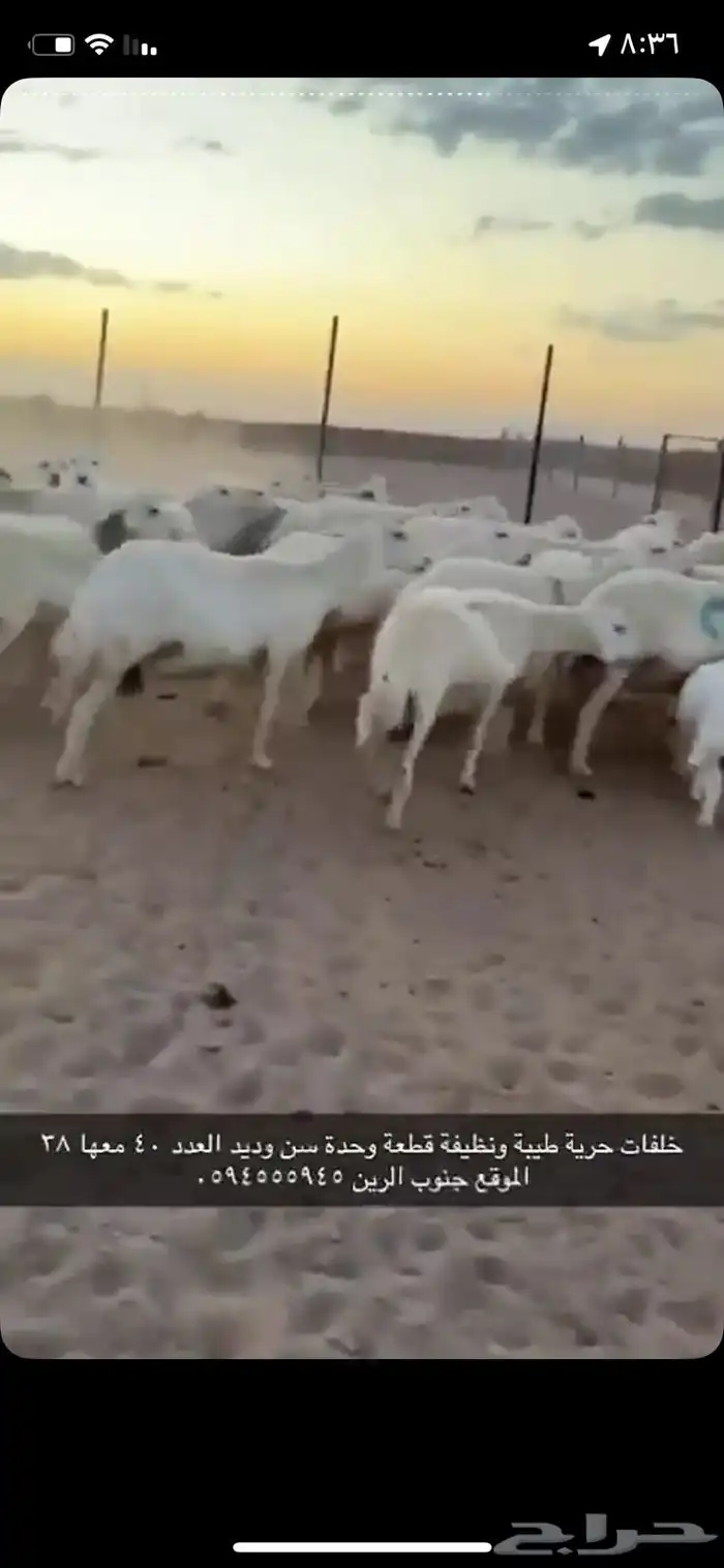 غنم حرية خلفات 0