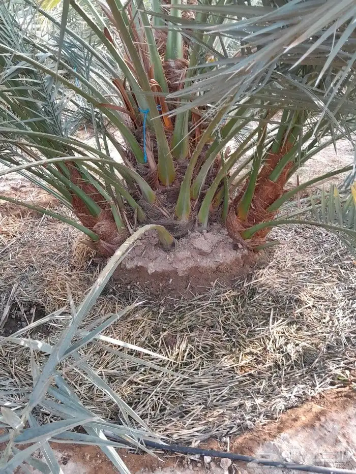 فسايل برحي طيبه وسعر مناسب 1