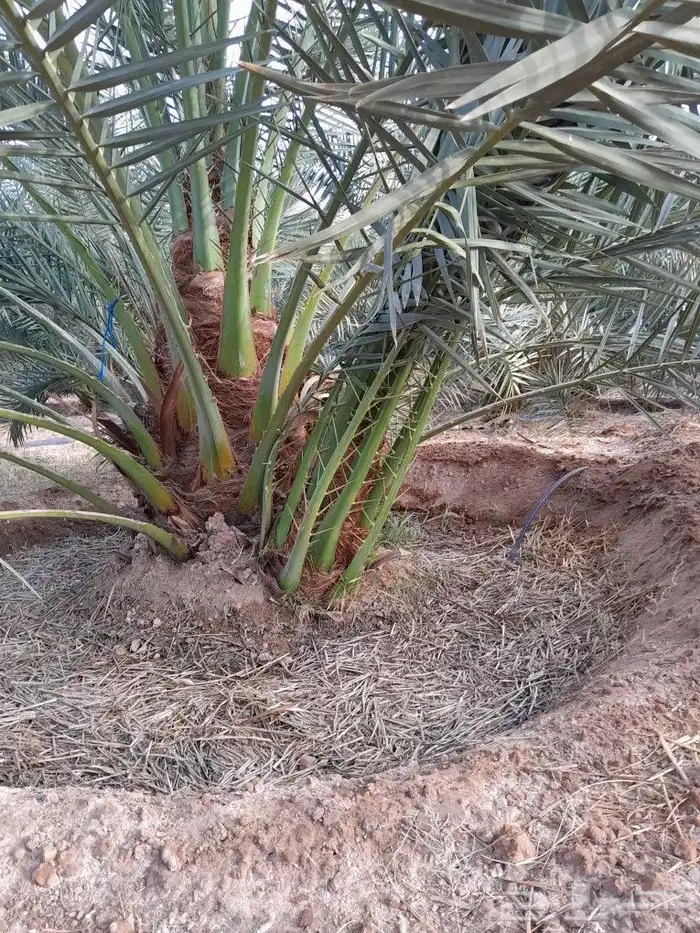 فسايل برحي طيبه وسعر مناسب 2