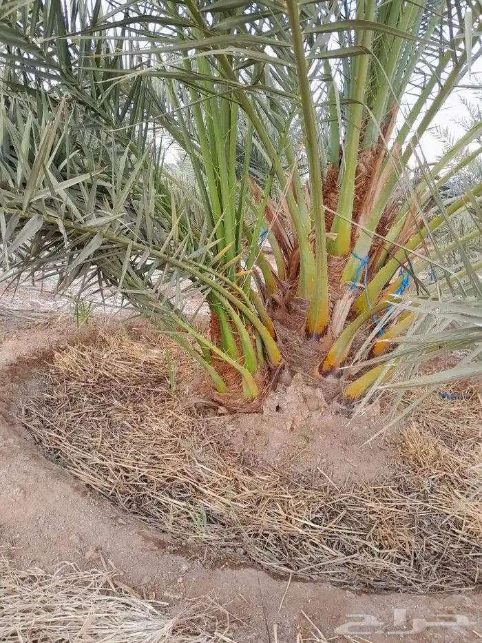 فسايل برحي طيبه وسعر مناسب 0