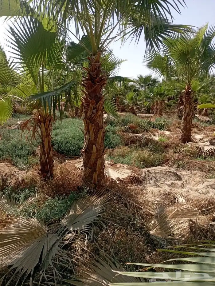 نخل وشنطونيا لزينت القصور والفلل والاستراحات والبيوت 0