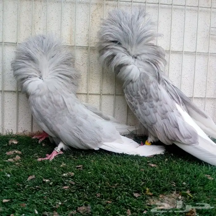 زوج جوكبين لافندر تم البيع 0