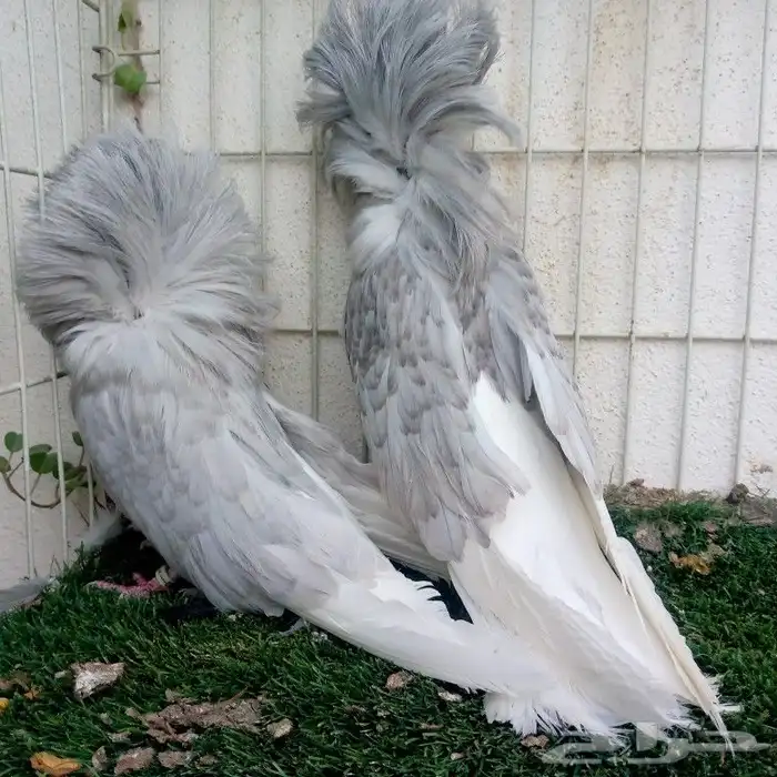 زوج جوكبين لافندر تم البيع 1