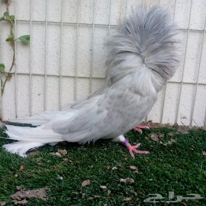 زوج جوكبين لافندر تم البيع 3