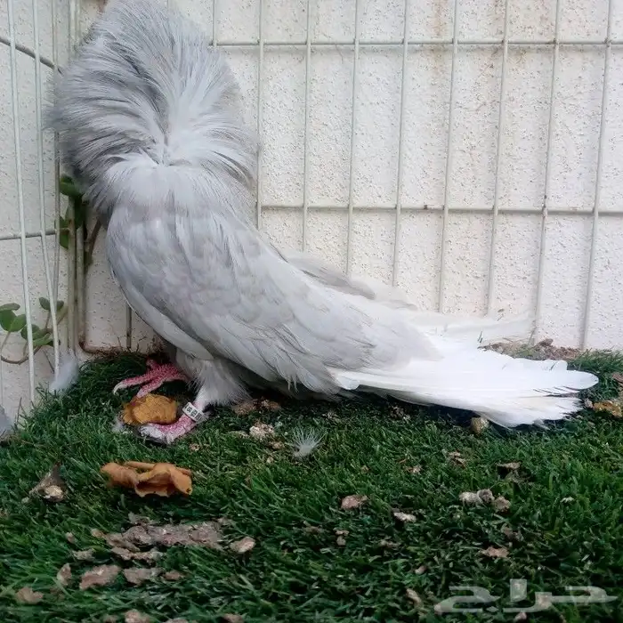 زوج جوكبين لافندر تم البيع 4