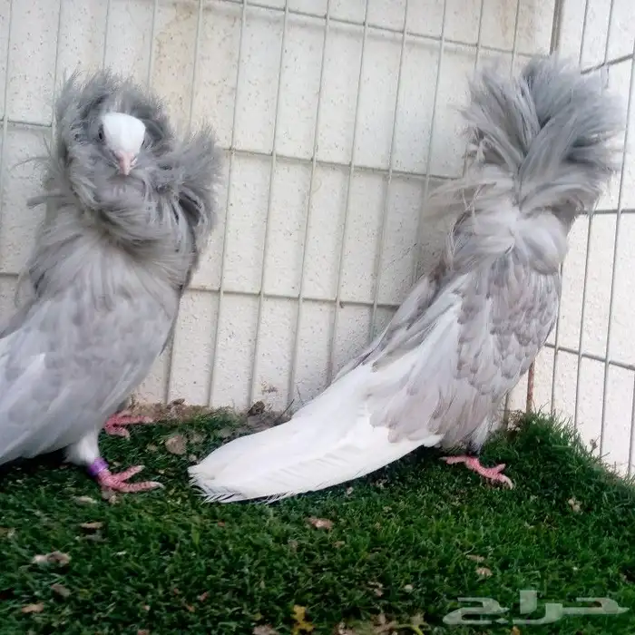 زوج جوكبين لافندر تم البيع 6