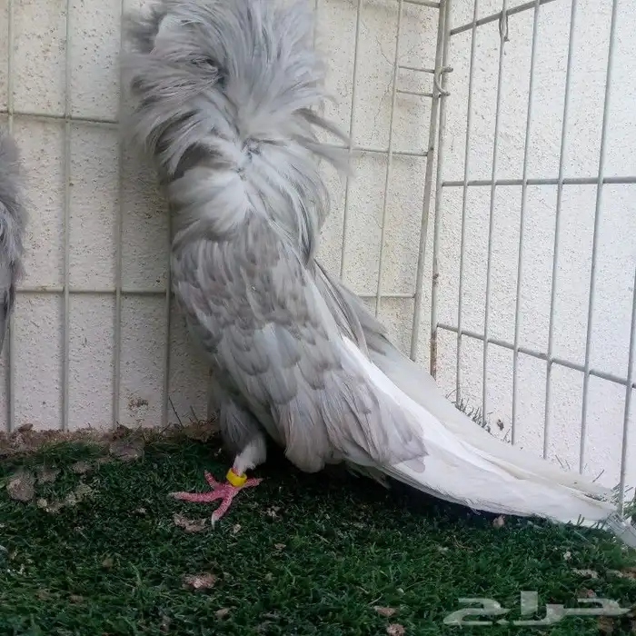 زوج جوكبين لافندر تم البيع 2