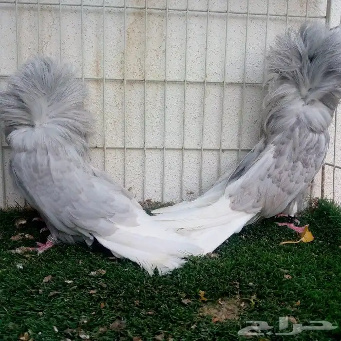 زوج جوكبين لافندر تم البيع 5