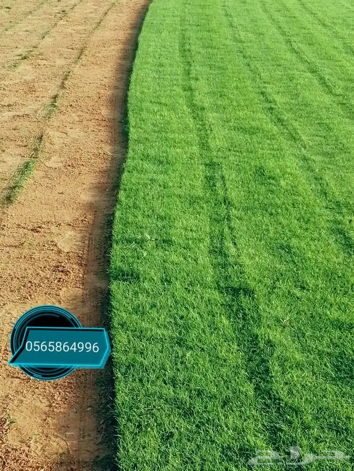 ثيل طبيعي تنسيق حدائق 6