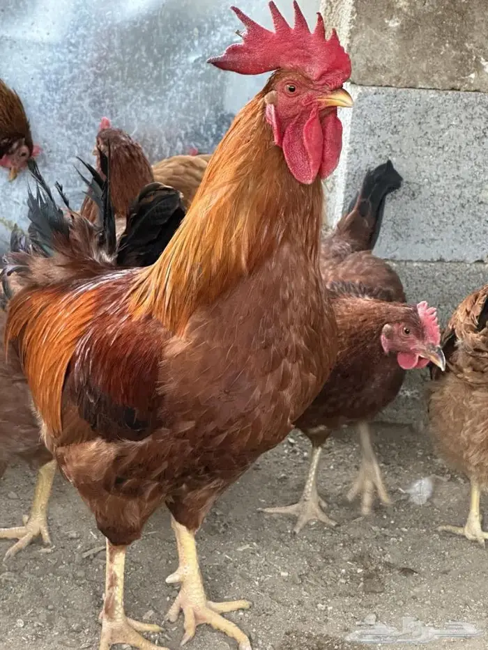 بيض دجاج فرنسي أحمر بيور مخصب للفقاسات تخصيب عالي مع الضمان 0