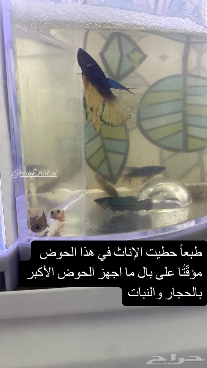 زريعة فايتر 0