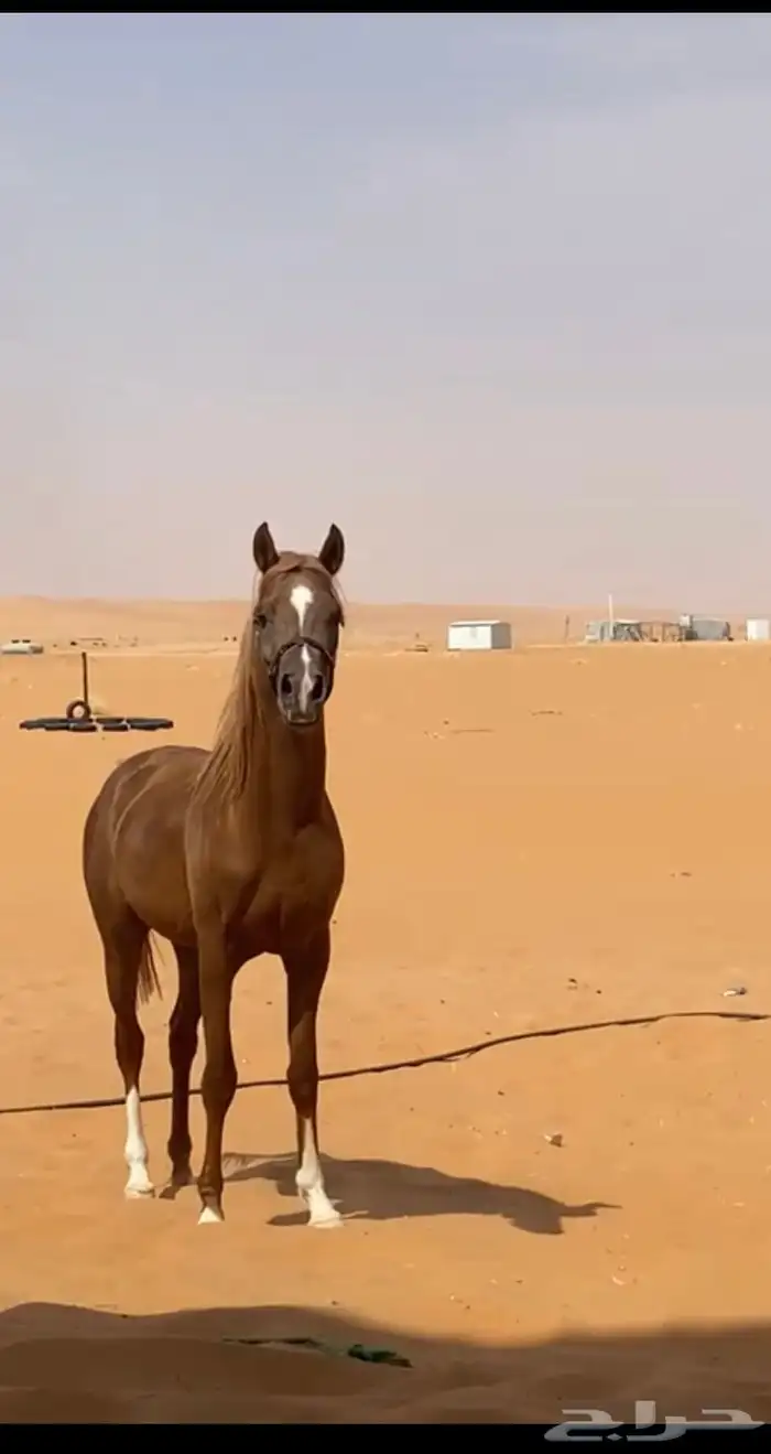 حصان عربي ورق 3