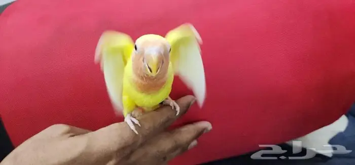 روز هدد اليف مناسب لجميع الاعمار 2