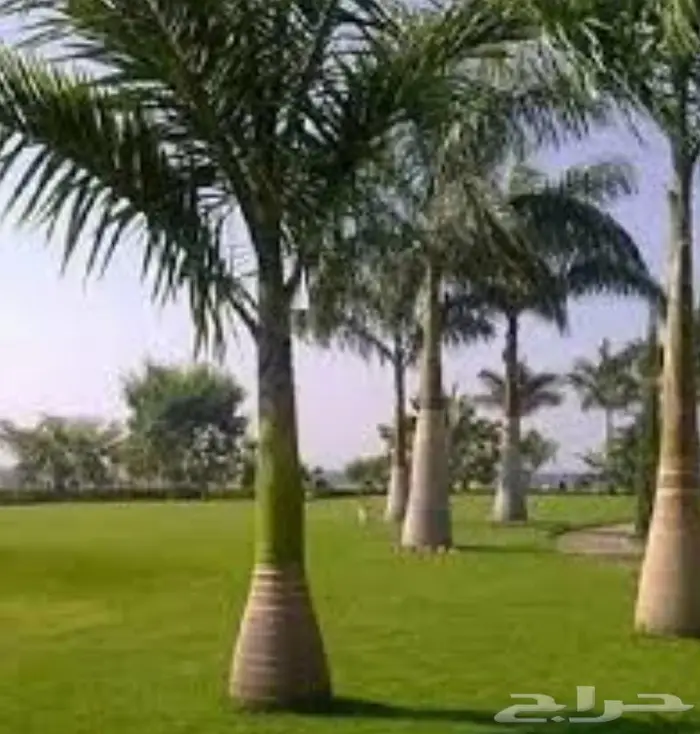 يوجد الدينا جميع انواع النخيل عربي واشنطن 2