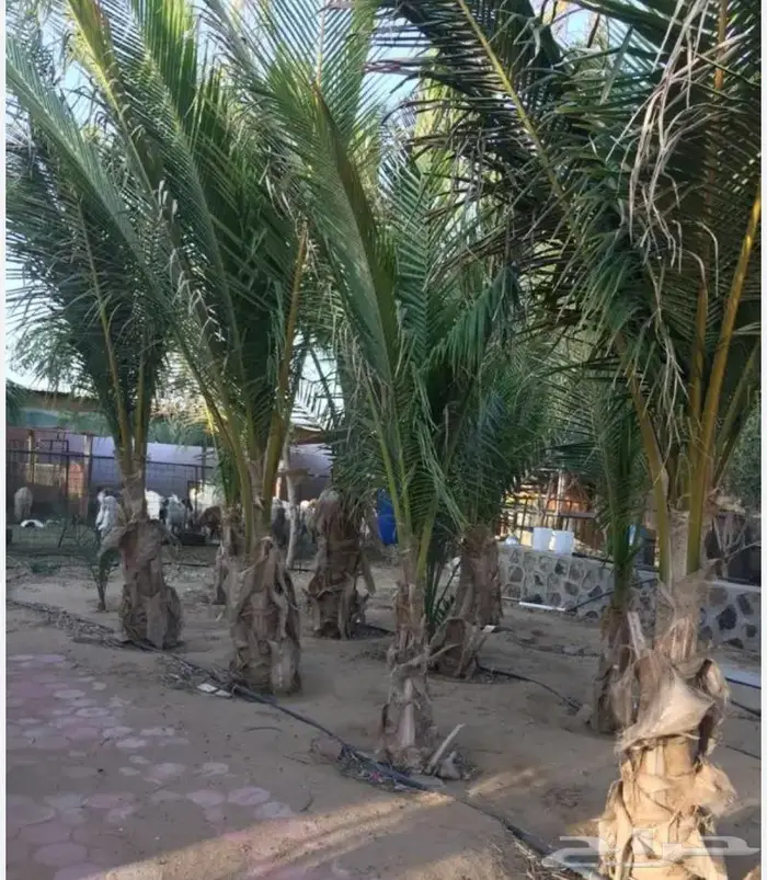 يوجد الدينا جميع انواع النخيل عربي واشنطن 0