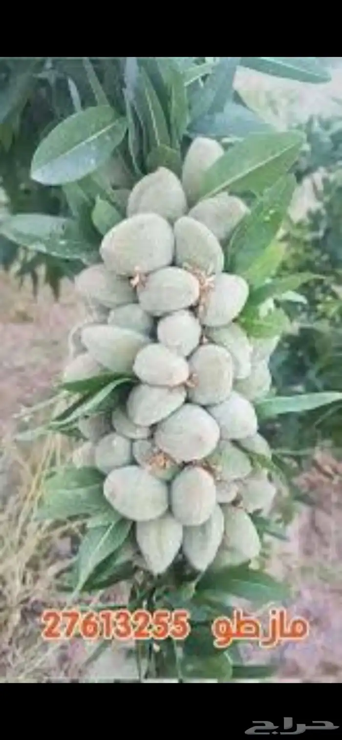 شتلات منتجه 20