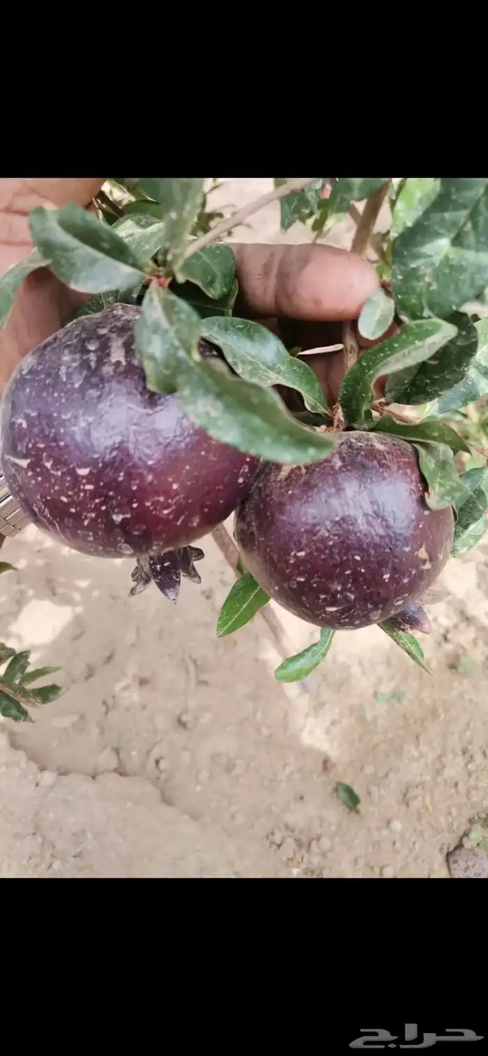شتلات منتجه 5
