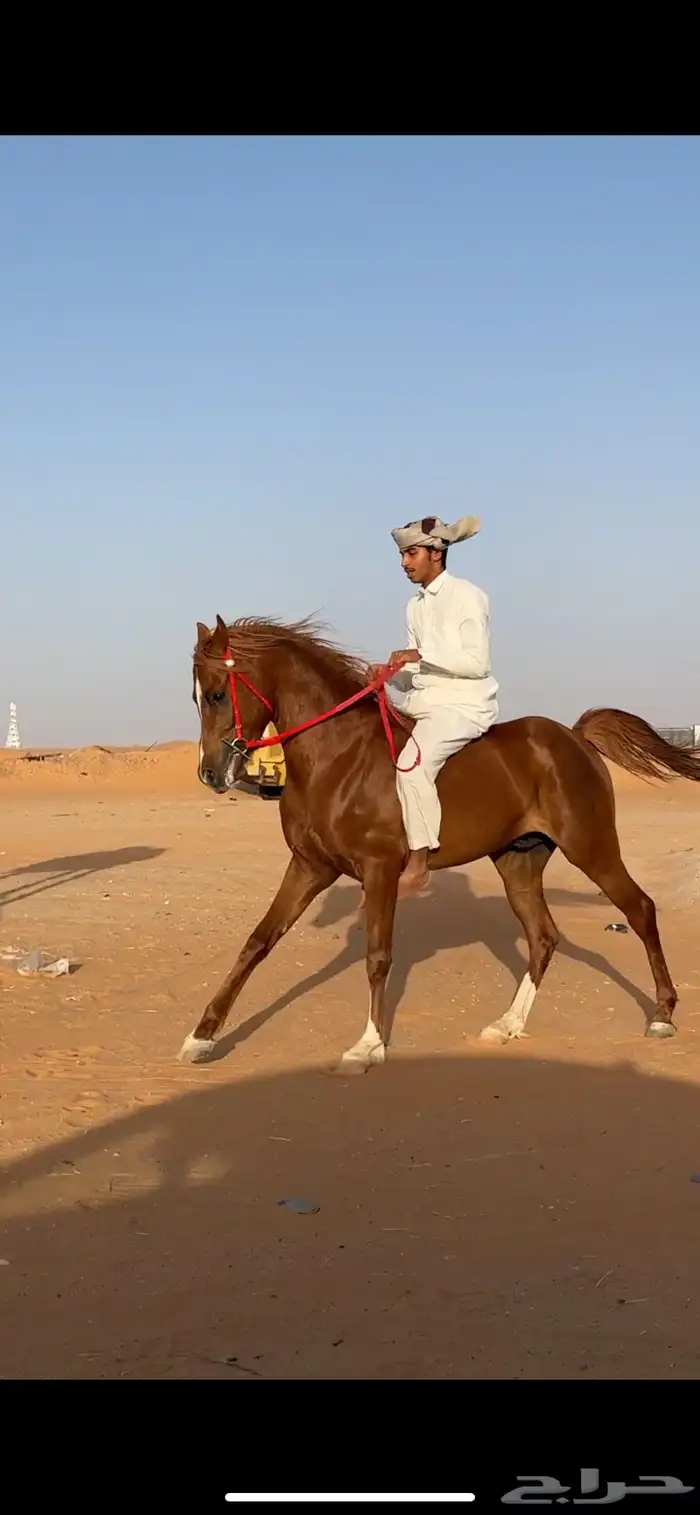 حصان عربي ورق 1