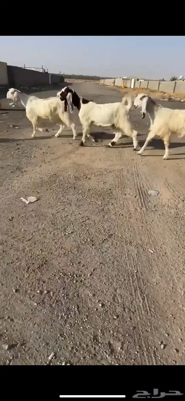 جفرات مشاريك خصم الخصم(( تم البيع )) 1