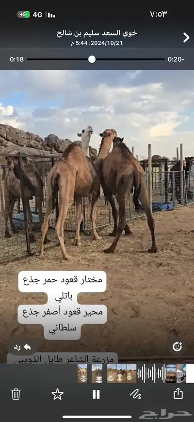 قعدان مشاريع فحول 3