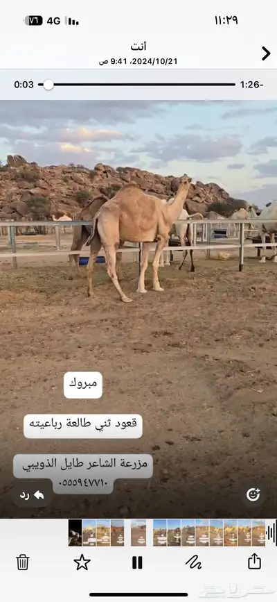 مجموعة قعدان مشاريع فحول 7