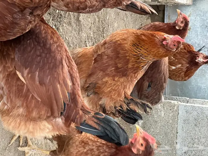 بيض دجاج فرنسي أحمر بيور مخصب للفقاسات تخصيب عالي مع الضمان 14