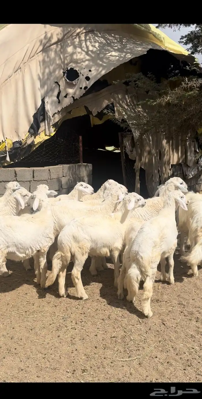 خرفان فل شحم ( تم البيع ) 1