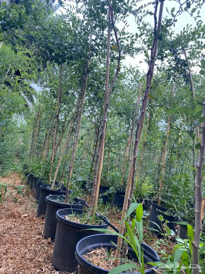 اشجار خشبيات ظل زينه بيوت طرق 9