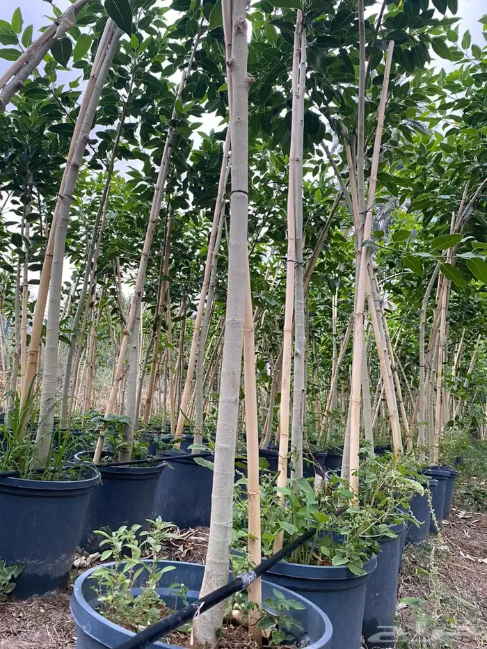 اشجار خشبيات ظل زينه بيوت طرق 3