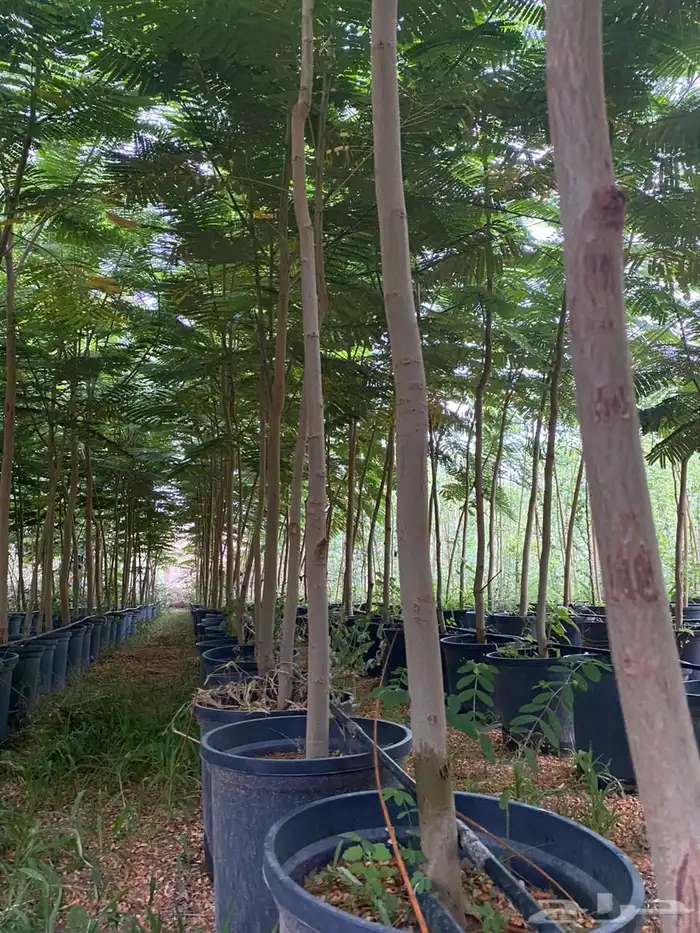 اشجار خشبيات ظل زينه بيوت طرق 7