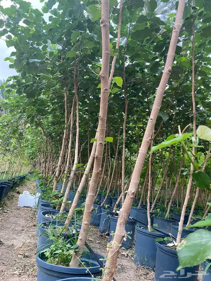 اشجار خشبيات ظل زينه بيوت طرق 4