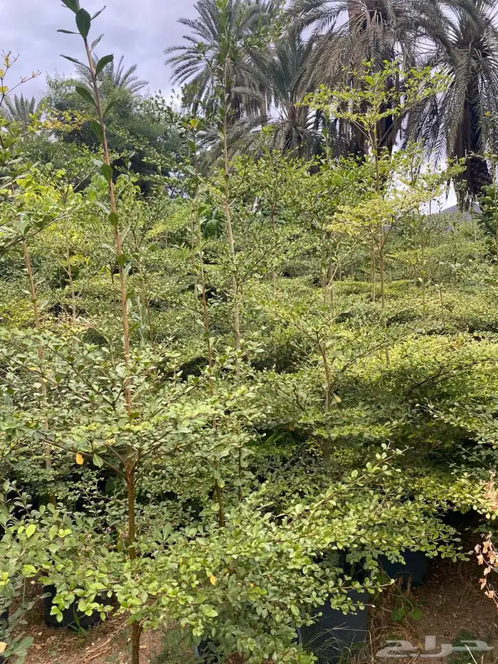 اشجار خشبيات ظل زينه بيوت طرق 5